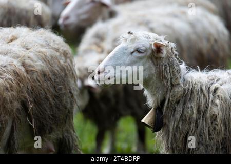 Pecora con una campana intorno al collo in un prato con un gregge di pecore, Bari Sardo, Ogliastra, Sardegna, Italia Foto Stock