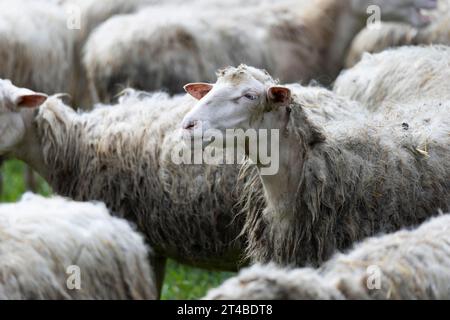 Pecore in gregge in un prato, Bari Sardo, Ogliastra, Sardegna, Italia Foto Stock