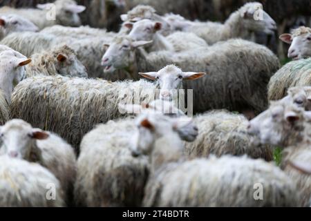 Pecore in gregge in un prato, Bari Sardo, Ogliastra, Sardegna, Italia Foto Stock