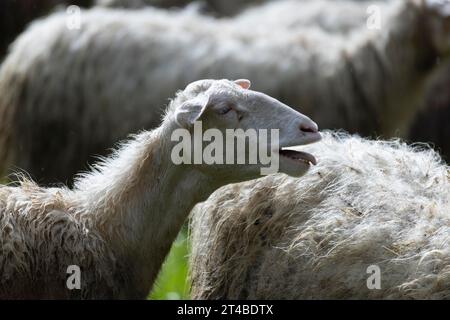 Pecore sbiancanti in un gregge di pecore in un prato, Bari Sardo, Ogliastra, Sardegna, Italia Foto Stock