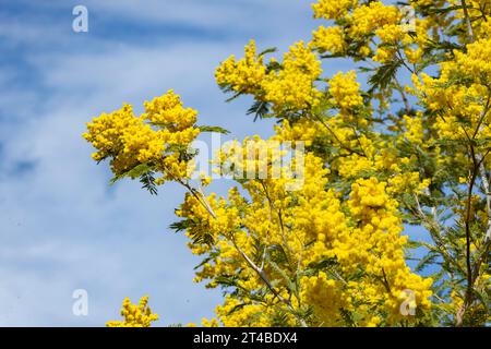 Albero di Mimosa, mimosa a fioritura gialla, wattle d'argento (Acacia dealbata) contro un cielo blu, Bari Sardo, Ogliastra, Sardegna, Italia Foto Stock