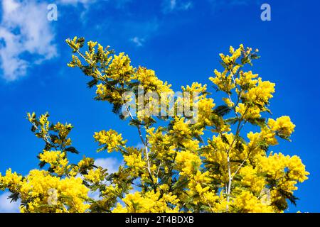 Albero di Mimosa, mimosa a fioritura gialla, wattle d'argento (Acacia dealbata) contro un cielo blu, Bari Sardo, Ogliastra, Sardegna, Italia Foto Stock