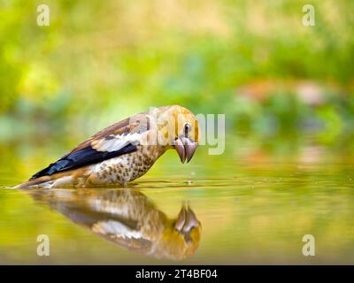 Hawfinch (Coccothraustes coccothraustes), giovane uccello in acque poco profonde con riflesso, Solms, Assia, Germania Foto Stock