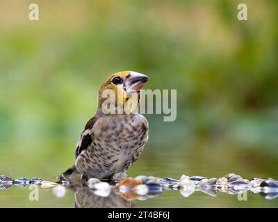 Hawfinch (Coccothraustes coccothraustes), giovane uccello in acque poco profonde, Solms, Assia, Germania Foto Stock