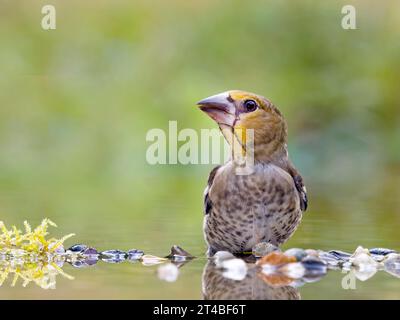 Hawfinch (Coccothraustes coccothraustes), giovane uccello in acque poco profonde, Solms, Assia, Germania Foto Stock