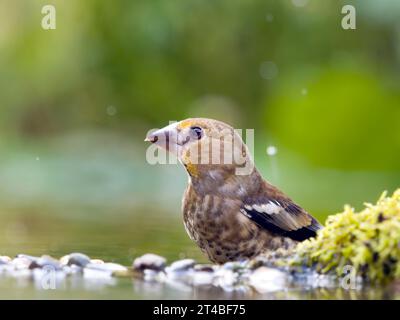 Hawfinch (Coccothraustes coccothraustes), giovane uccello in acque poco profonde, Solms, Assia, Germania Foto Stock