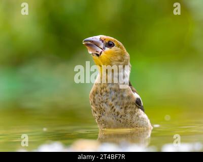 Hawfinch (Coccothraustes coccothraustes), giovane uccello in acque poco profonde, Solms, Assia, Germania Foto Stock