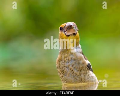 Hawfinch (Coccothraustes coccothraustes), giovane uccello in acque poco profonde, Solms, Assia, Germania Foto Stock