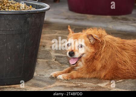 Secchio pieno di capperi, capperi, cagnolino fuzzy che giace accanto al secchio, cibo tradizionale, città di Pantelleria, Konza Kiffi, Pantelleria, pelagico Foto Stock