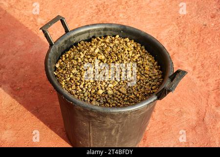 Secchio pieno di capperi, capperi, cibo tradizionale, città di Pantelleria, Konza Kiffi, Pantelleria, Isole pelagiche, Sicilia, Italia Foto Stock