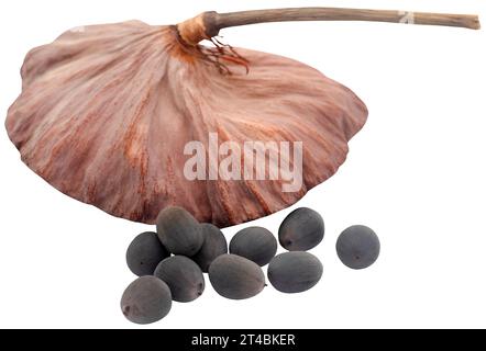 Primo piano e isolato della capsula di semi di loto Foto Stock