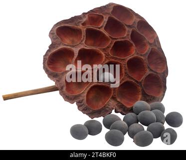 Primo piano e isolato della capsula di semi di loto Foto Stock