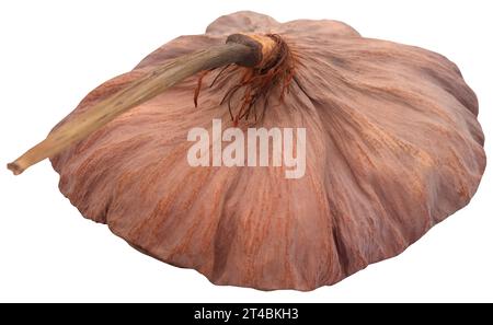 Primo piano e isolato della capsula di semi di loto Foto Stock