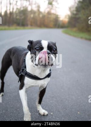 Un Boston terrier bianco e nero per una passeggiata su una strada di campagna. Foto Stock