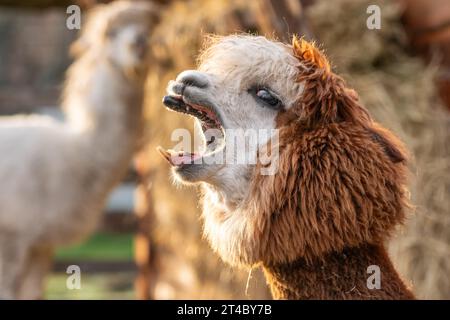 Ritratto di un divertente alpaca peloso che sbadiglia Foto Stock