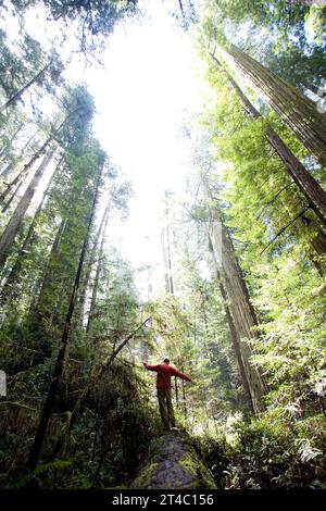 Redwood National Park, California. Un uomo si bilancia su un albero caduto. Foto Stock