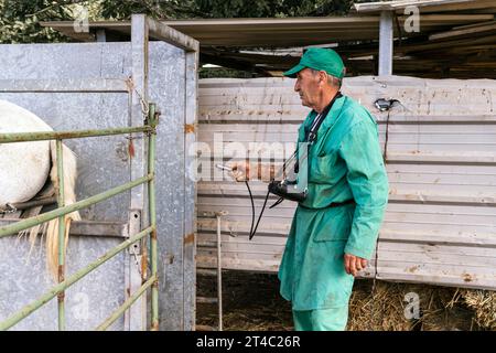 veterinario che guarda ecografia, che fa ecografia su una madre incinta Foto Stock