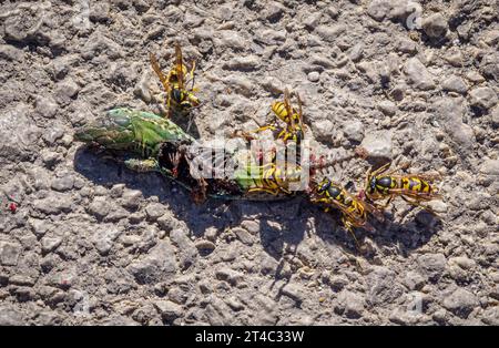 Le vespe che divorano una lucertola di strada uccidono a Corfù in Grecia Foto Stock