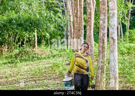 Donna che raccoglie lattice naturale dall'albero di gomma nella foresta delle piantagioni Foto Stock