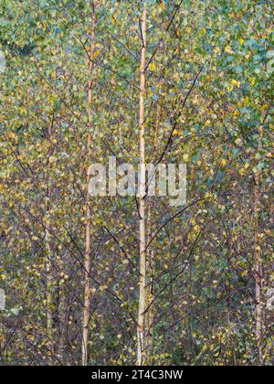 Autunno, Silver Birch, Oxford, Oxfordshire. Foto Stock