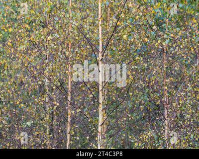 Silver Birch Autumn, Oxford, Oxfordshire. Foto Stock