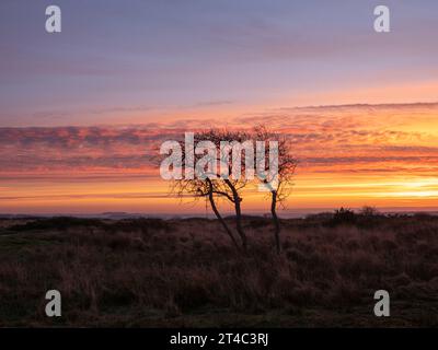 Gli alberi invernali si stagliano sullo spettacolare cielo dell'alba Foto Stock