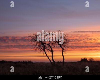 Gli alberi invernali si stagliano sullo spettacolare cielo dell'alba Foto Stock