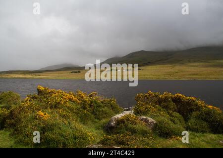 Scopa fiorita gialla sulla riva di un lago in Irlanda, che risplende splendidamente al sole in una giornata nuvolosa con un tempo variabile Foto Stock