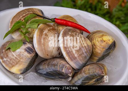 Vongole fresche (Surf , a collo corto , tappeto , Venere, vongole) per hot pot,yakiniku, sukiyaki e shabu usati Foto Stock