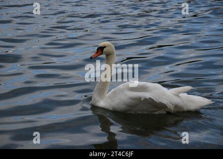 Cigno bianco in un lago blu Foto Stock