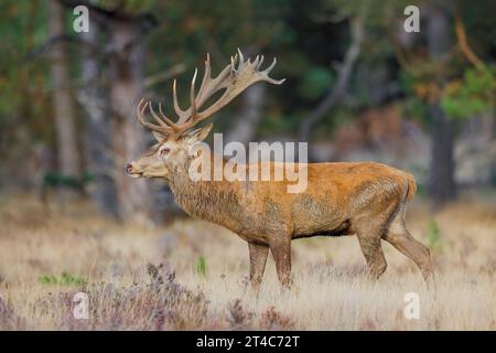 Cervo rosso, Cervo elafo, nella zona di taglio durante la stagione di taglio Foto Stock