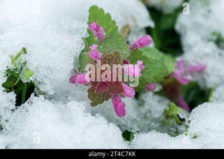 Ortica morta viola nella neve, nevicata in primavera, messa a fuoco selettiva Foto Stock