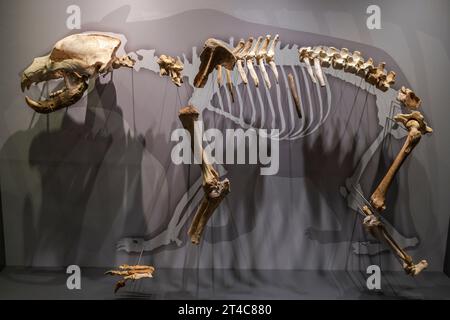 Orso delle grotte (Ursus spelaeus), tardo Pleistocene, Museo di preistoria e archeologia (MUPAC), Santander, Cantabria, Spagna Foto Stock