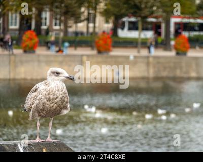 Gabbiano in piedi presso il canale Hohvijfer a l'Aia, Den Haag. Foto Stock