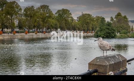 Gabbiano in piedi presso il canale Hohvijfer a l'Aia, Den Haag. Foto Stock