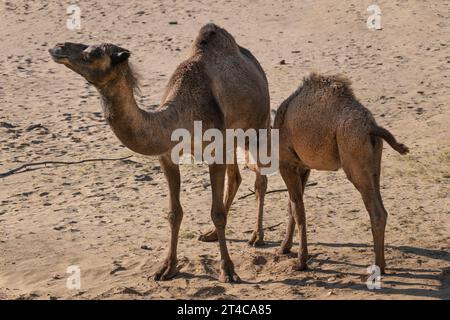 Cammello dromedario (Camelus dromedarius) femmina con vitello lattante, altri nomi: Cammello somalo, cammello arabo o cammello a una sola ondata, ungulato nel famoso Foto Stock