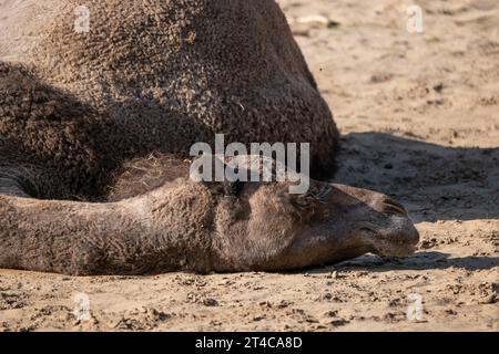 Cammello dromedario (Camelus dromedarius) adagiato con testa e collo poggiati a terra, altri nomi: Cammello somalo, cammello arabo o cammello a una sola megera, Foto Stock