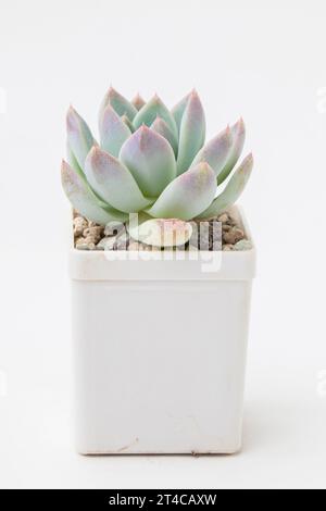 Piante di casa succulente echeveria fantasma in vaso di plastica bianca, disposizione del bouquet di piccole rosette floreali, design in fiore per la casa Foto Stock