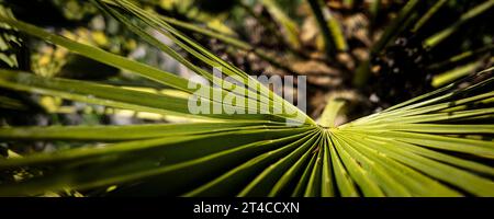 Una vista panoramica ravvicinata di un Trachycarpus fortunei che cresce nei Trenance Gardens a Newquay, in Cornovaglia, nel Regno Unito. Foto Stock