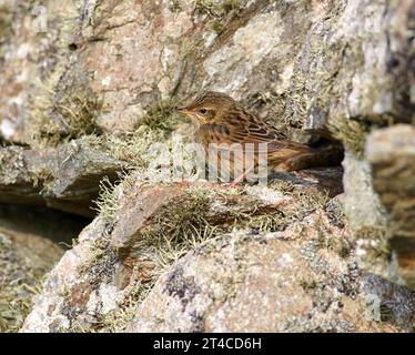 Parula lanceolata (Locustella lanceolata), su rocce ricoperte di licheni, Regno Unito, Scozia Foto Stock