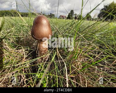 parasol (Macrolepiota procera, Lepiotia procera), corpo fruttifero, esemplare ancora giovane senza cappello sviluppato in un prato, Germania, Sassonia Foto Stock