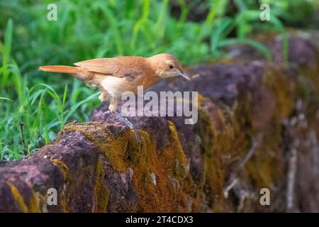 rufous hornero, ovenbird rosso (Furnarius rufus), arroccato su un muro di muschio, vista laterale, Brasile, Pantanal Foto Stock