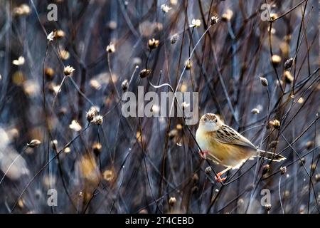 Zitting cisticola, parrucche striate (Cisticola juncidis), arroccato in una macchia, Italia, Toscana Foto Stock