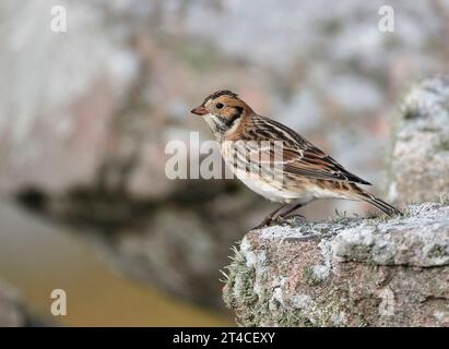 Bunting in Lapponia, longspur in Lapponia (Calcarius lapponicus), arroccato maschile su una roccia, vista laterale, Regno Unito, Scozia Foto Stock