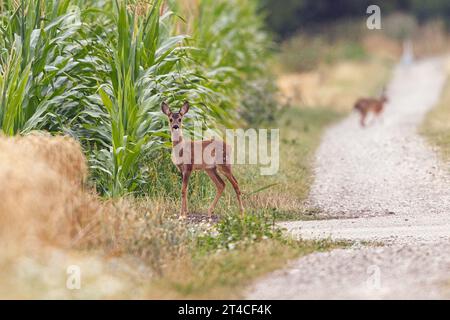 capriolo, capriolo, capriolo occidentale, capriolo europeo (Capreolus capreolus), fawn by the wayside, lepre marrone sullo sfondo, Germania, Baviera, Erdinger Foto Stock
