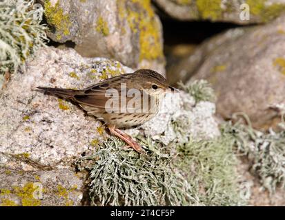 Parula lanceolata (Locustella lanceolata), su rocce ricoperte di licheni, Regno Unito, Scozia Foto Stock