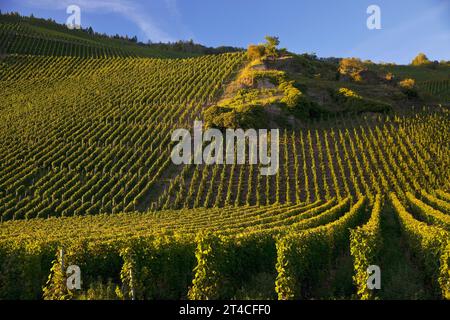 Erdener Treppchen, vigneto del comune di Erden nella regione viticola della Mosella, Germania, Renania-Palatinato, Bernkastel-Kues Foto Stock