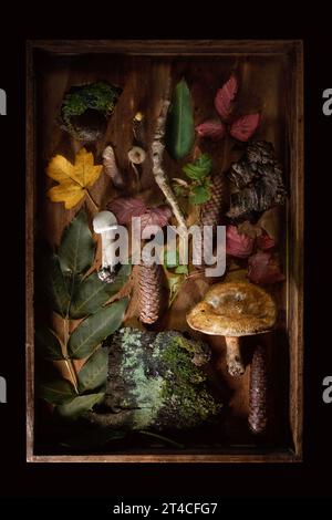 Oggetti trovati nella foresta come un piatto giacevano in una scatola di legno con corteccia di alberi, funghi, foglie e coni, natura morta su sfondo scuro, angolo alto V Foto Stock