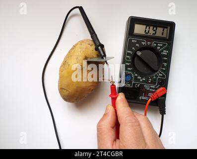 Generazione di energia elettrica da una patata e misurazione di ITS con voltmetro. Tensione elettrica a livelli di millivolt. Batteria di patate. Batteria biologica. Foto Stock