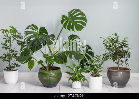 Home piante variete - monstera, schefflera, dieffenbachia nella stanza con pareti luminose, concetto di giardino interno Foto Stock